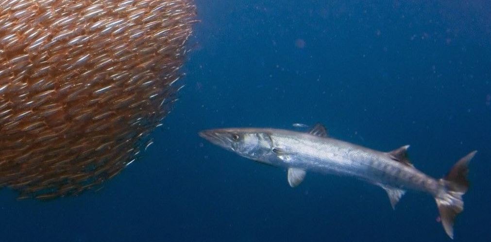 barracuda pesce