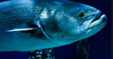 pesce serra_specie